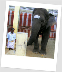temple elephant SI 2008